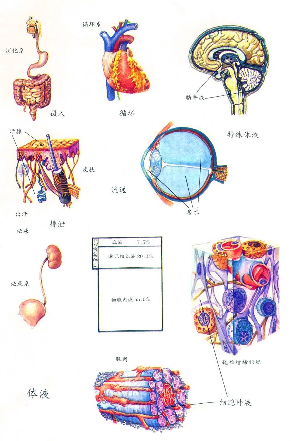 體液免疫檢測(cè)法