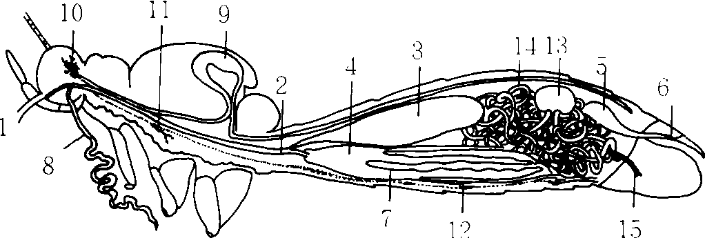 (六)蝴蝶的內(nèi)部器官