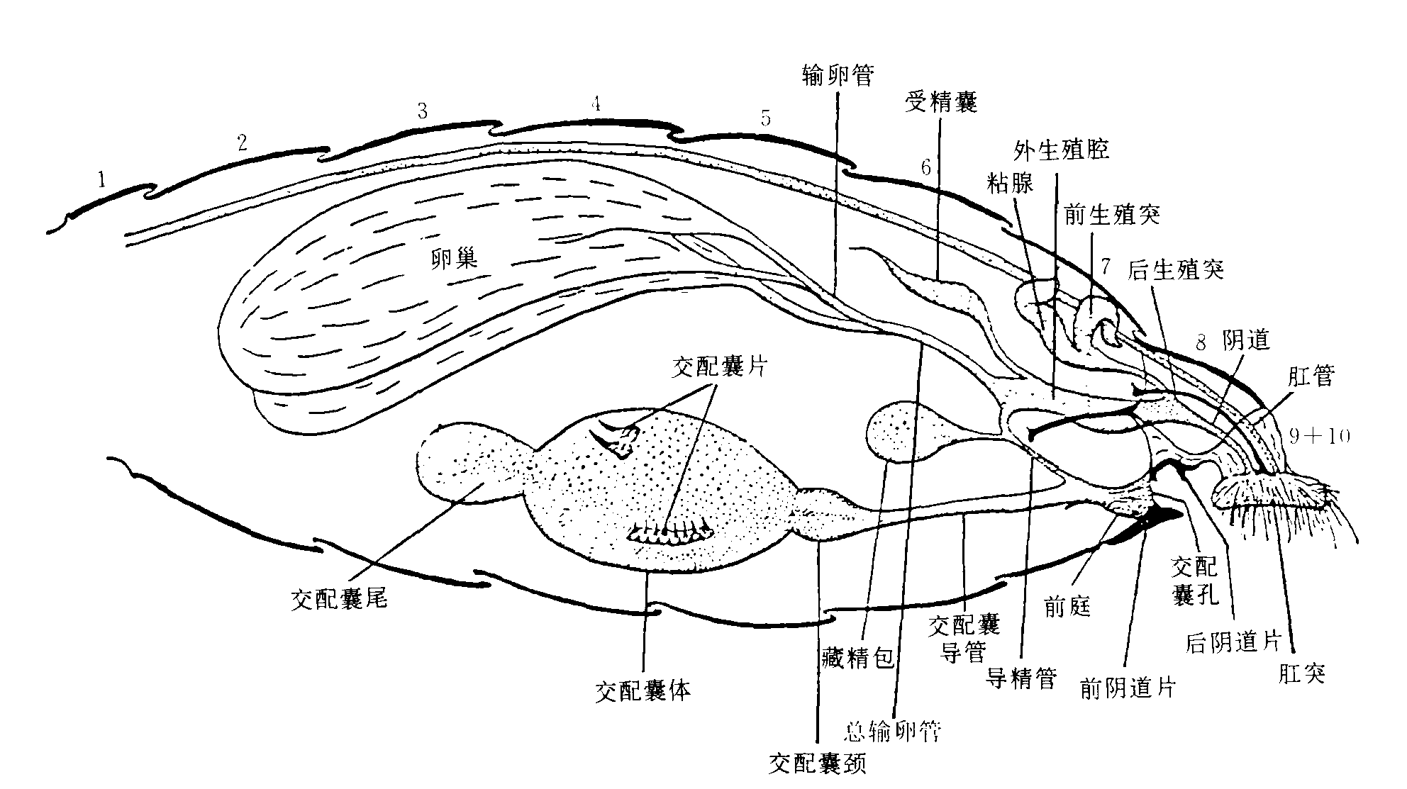 (一)雌性外生殖器