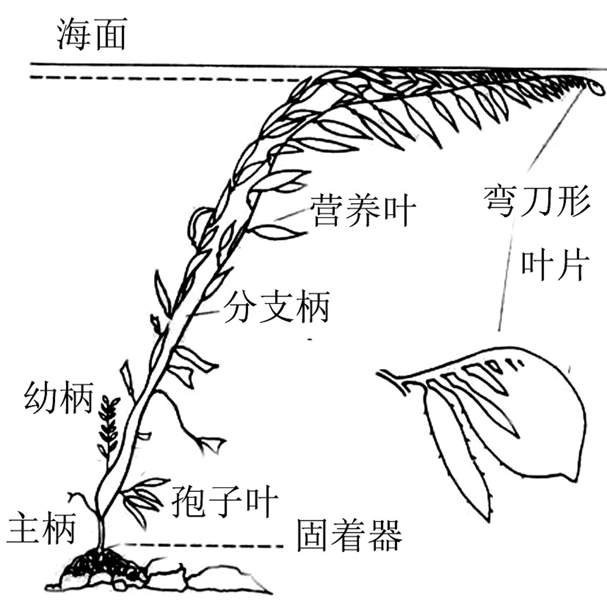 海上“種植”石油和天然氣